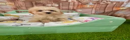 Maltipoo perros en venta: Maltipoo Toy muy chiquitín listo para entregar!! - Anuncio 3