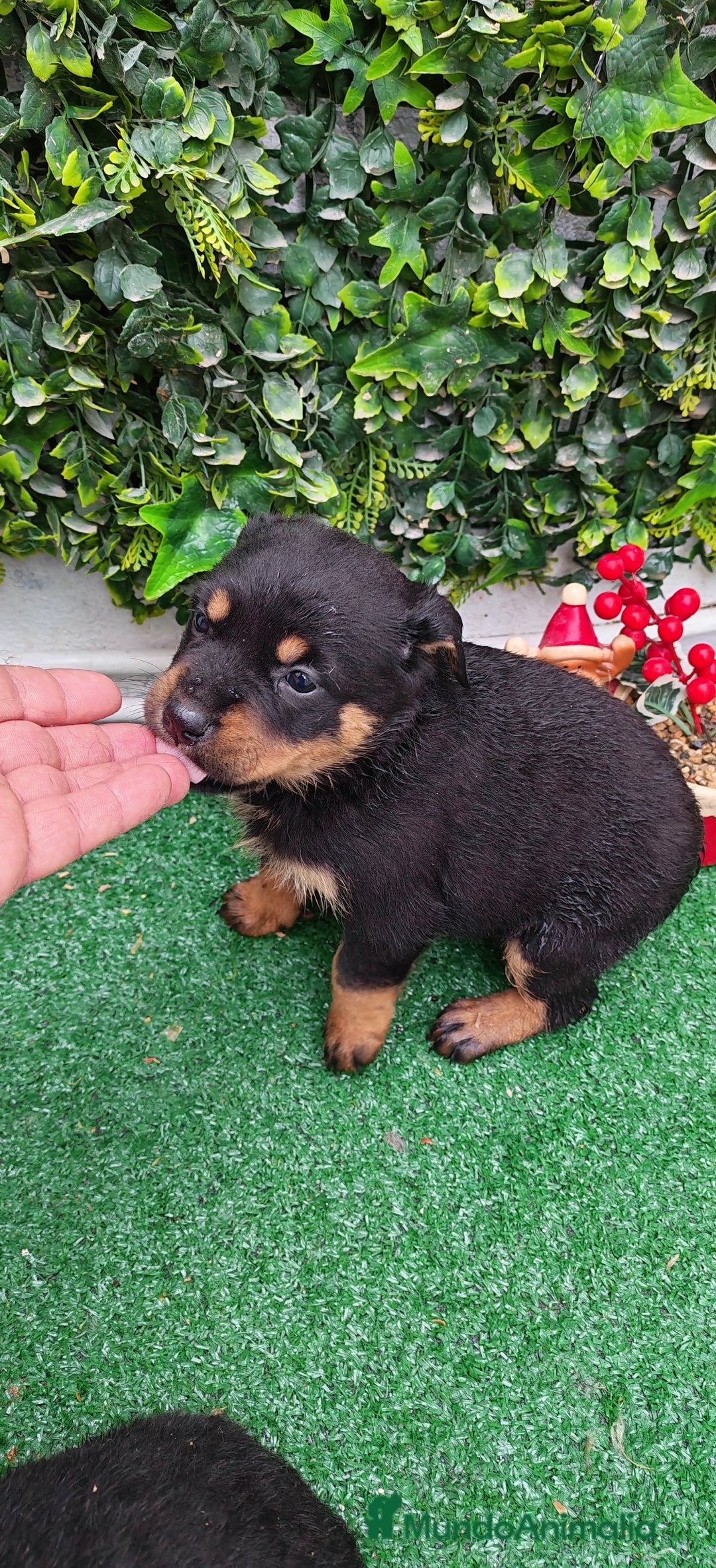 Rottweiler perros en venta: Camada de Rottwailer en Toledo - Anuncio 12