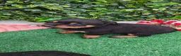 Rottweiler perros en venta: 2 Últimos machos de Rottwailer - Anuncio 12