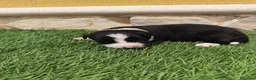 Border Collie perros en venta: Border Collie hembra   - Anuncio 4
