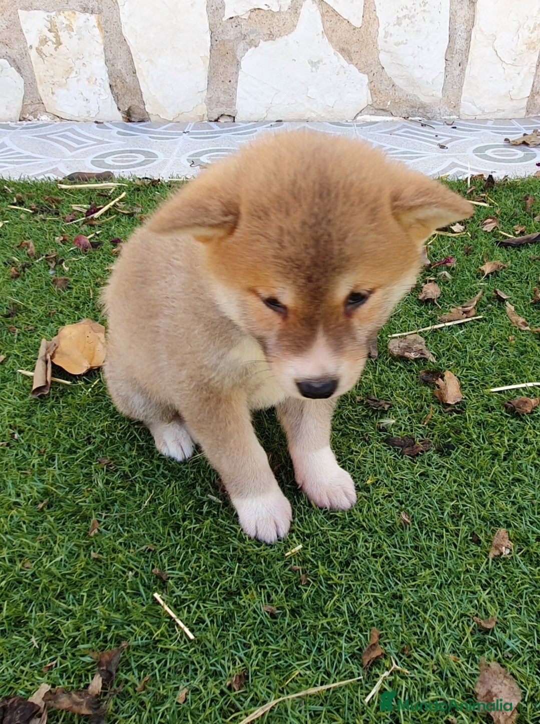Shiba Inu perros en venta: Shiba Inu Cachorros - Anuncio 4