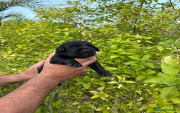 Labrador Retriever perros en venta: Labrador - Imagen 1