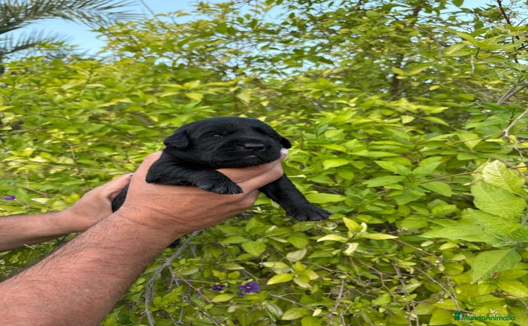 Labrador Retriever perros en venta - Anuncio 2