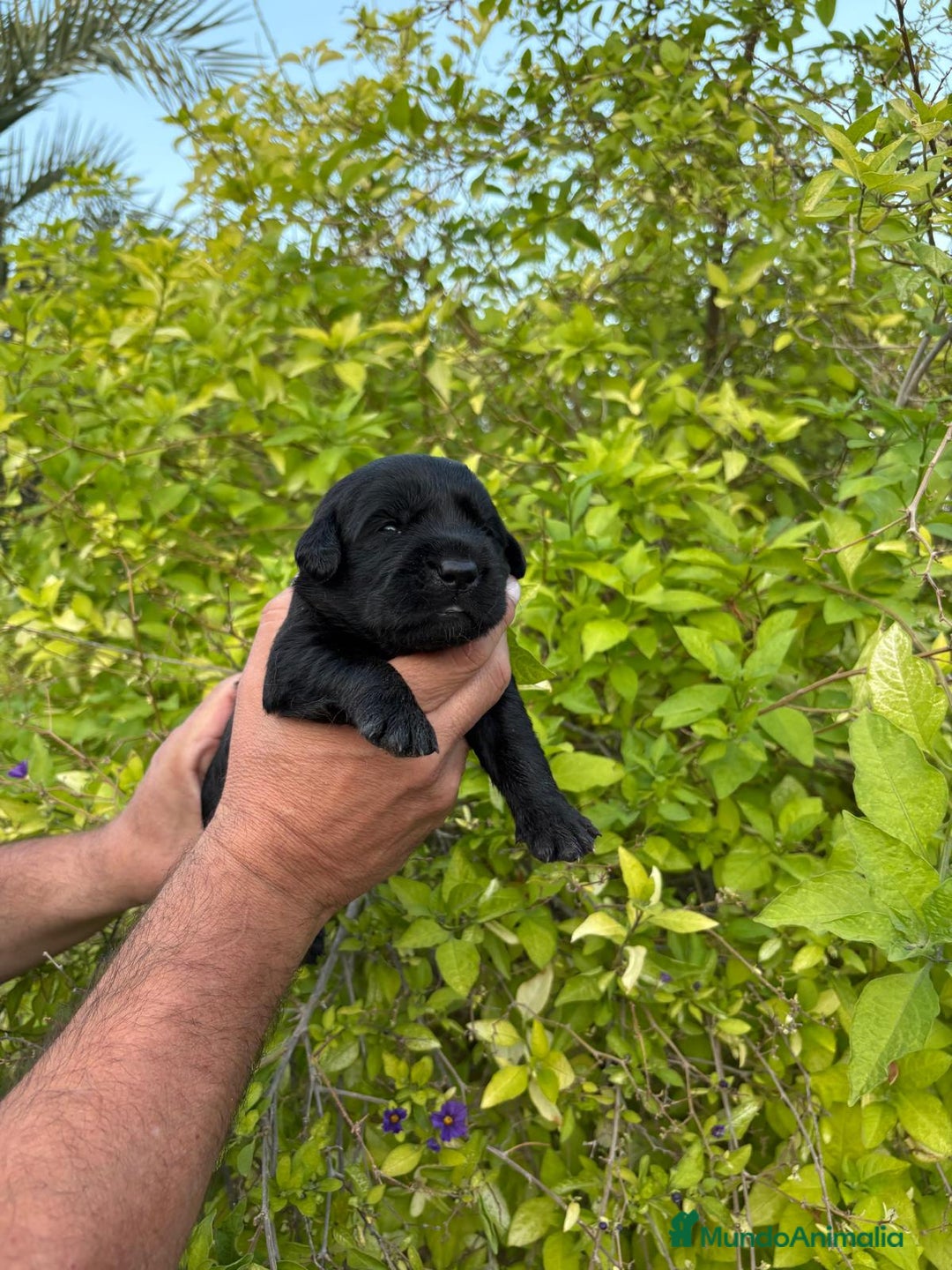 Labrador Retriever perros en venta: Labrador - Imagen 1