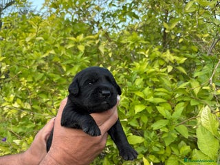 Labrador Retriever perros - Anuncio 1