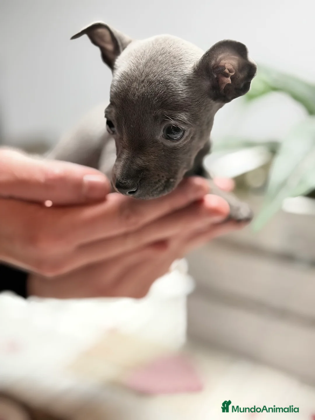 Pequeño Lebrel Italiano perros en venta: Piccolo italiano Blue - Anuncio 6