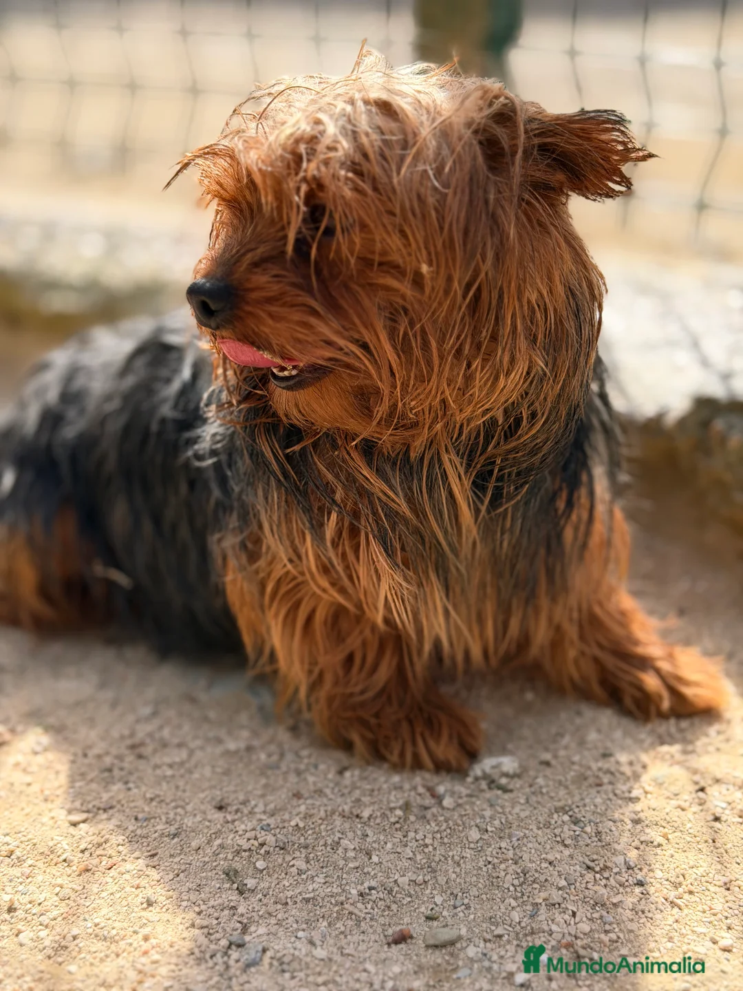 Yorkshire Terrier perros en venta: Yorkshire mini ADOPCIÓN  - Anuncio 5