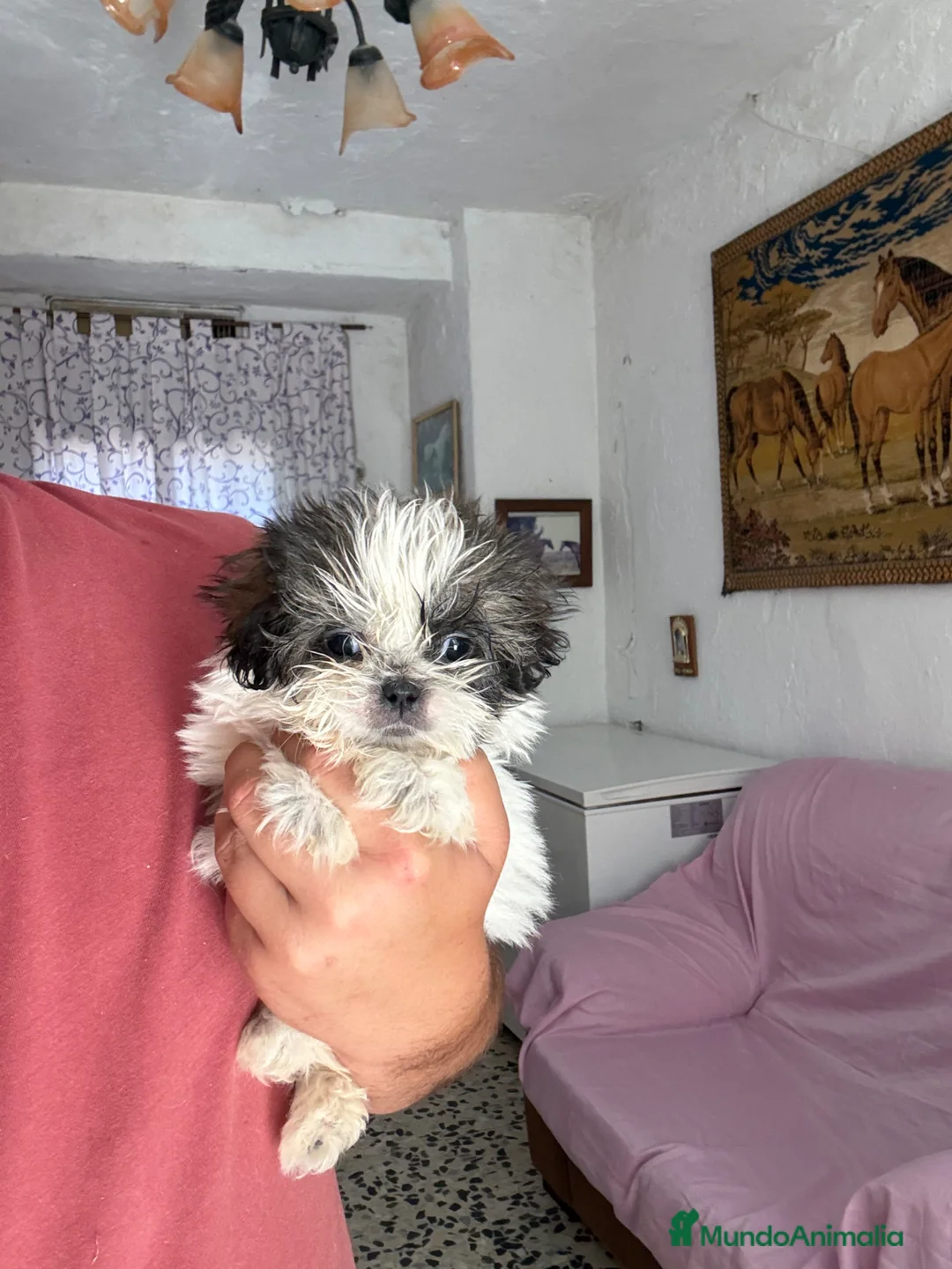 Shih Tzu perros en venta: Hembra Shih tzu tacita de té  - Anuncio 2