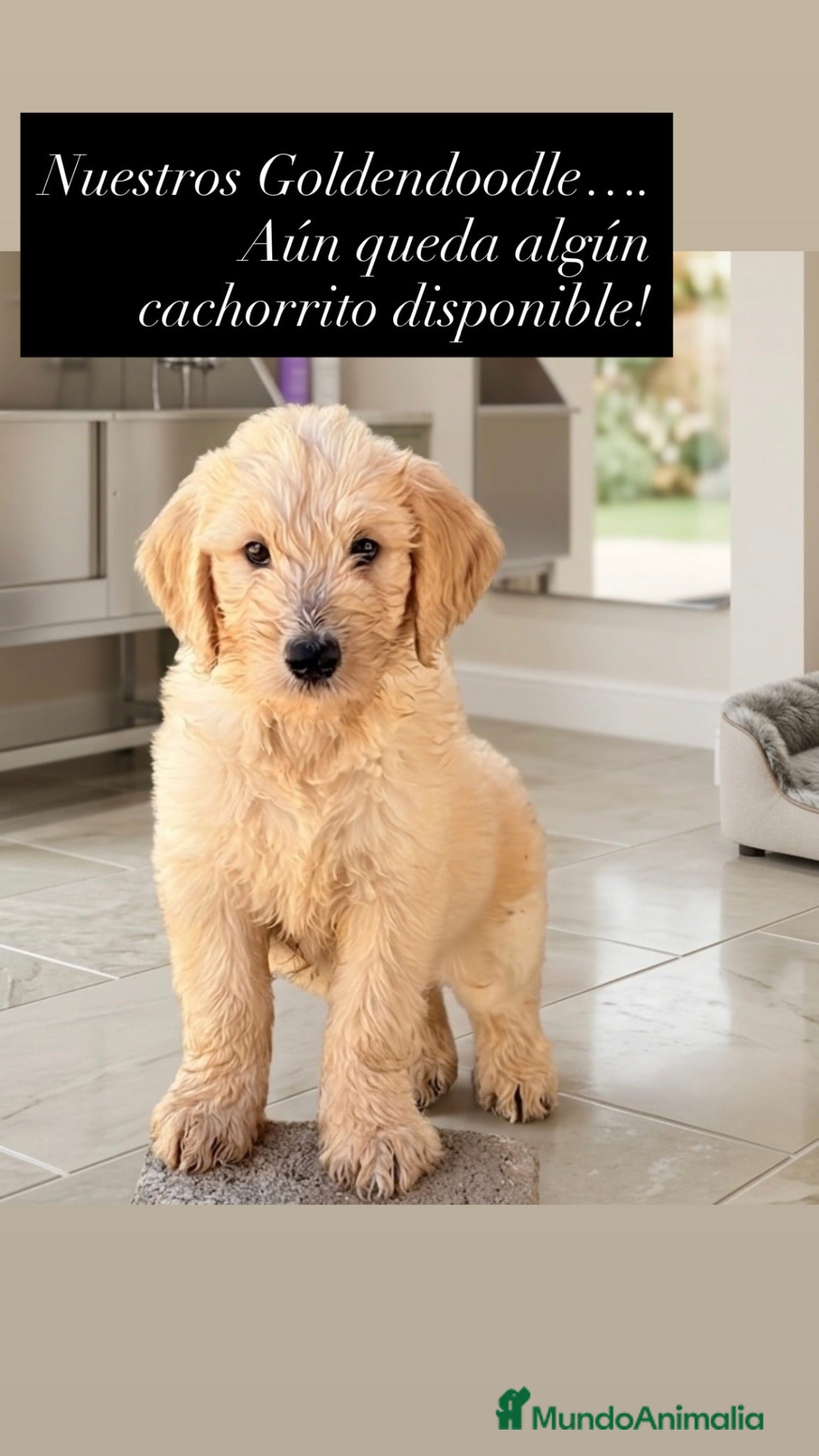 Goldendoodle perros Goldendoodle  - Anuncio 1
