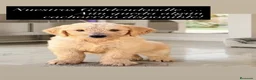 Goldendoodle perros en venta: Goldendoodle  - Anuncio 1