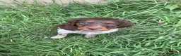 Épagneul Breton perros en venta: Epagneul bretón  en Teruel - Anuncio 3