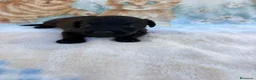 Raza Mixta perros en venta: Pootalian - Anuncio 2