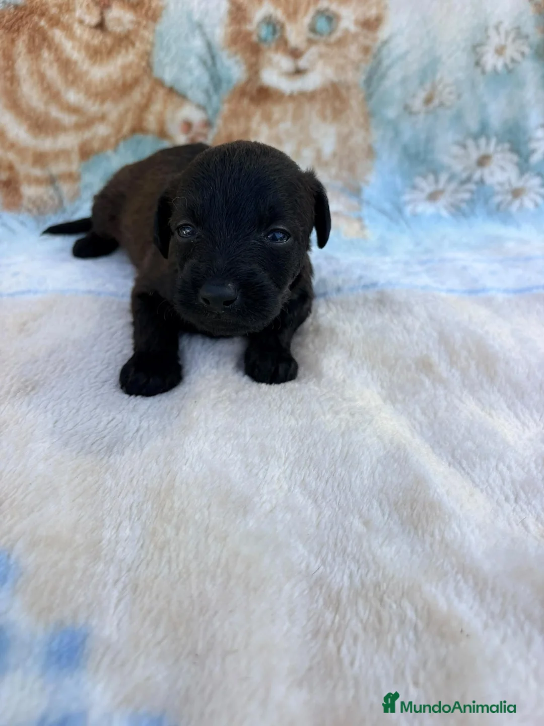 Raza Mixta perros en venta: Pootalian - Anuncio 2