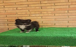 Pomerania perros en venta: Pomerania toy mini - Imagen 6