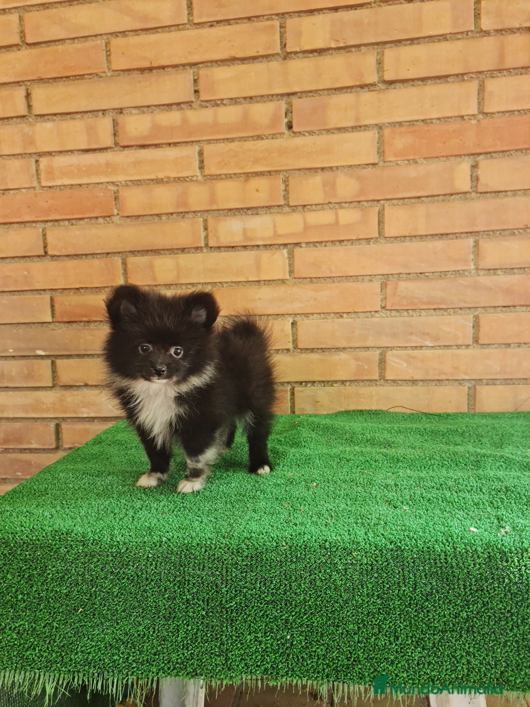 Pomerania perros en venta: Pomerania toy mini - Imagen 6