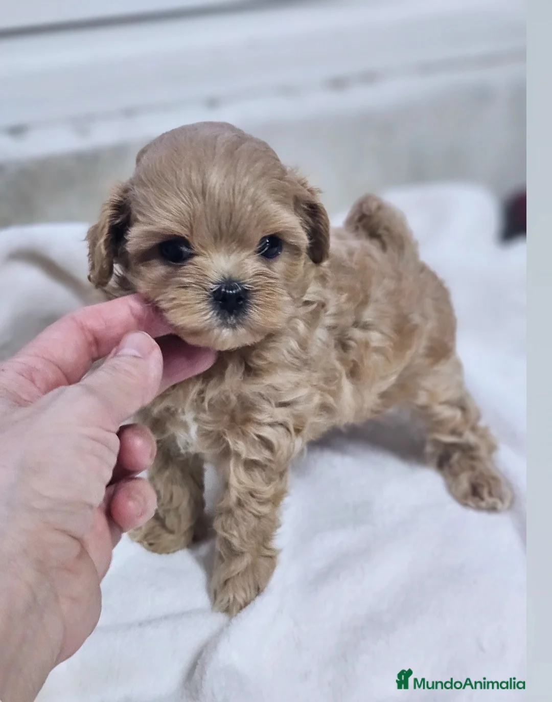 Maltipoo perros en venta: MALTIPOO ASIÁTICO  - Anuncio 2