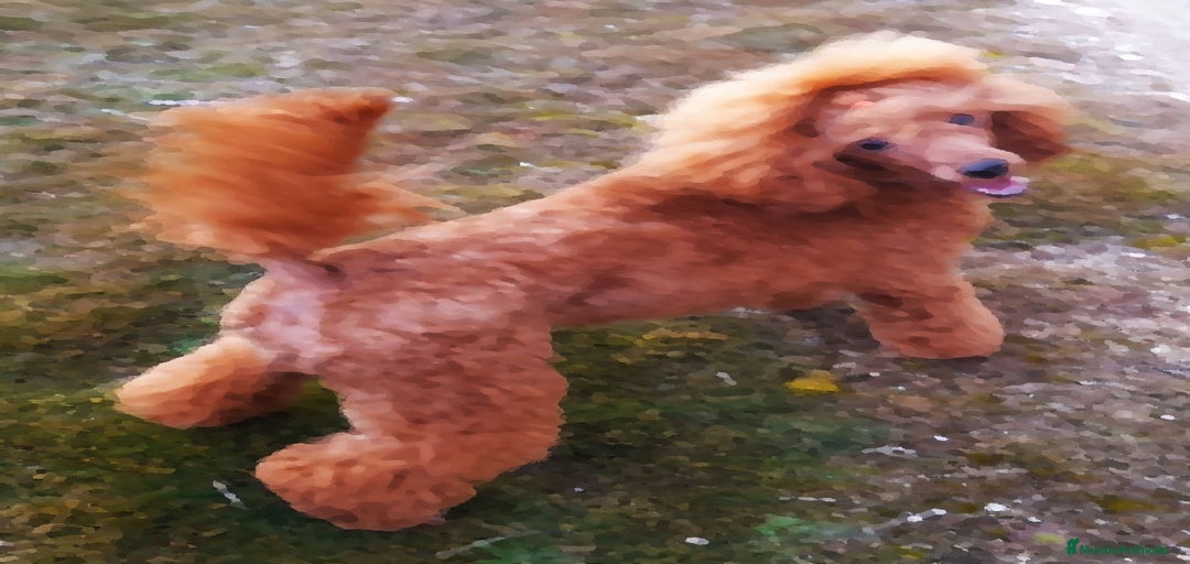 Imagen de galería {{count}}