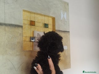 Caniche Toy perros CANICHE NEGRA HEMBRA EXCLUSIVA - Anuncio 1