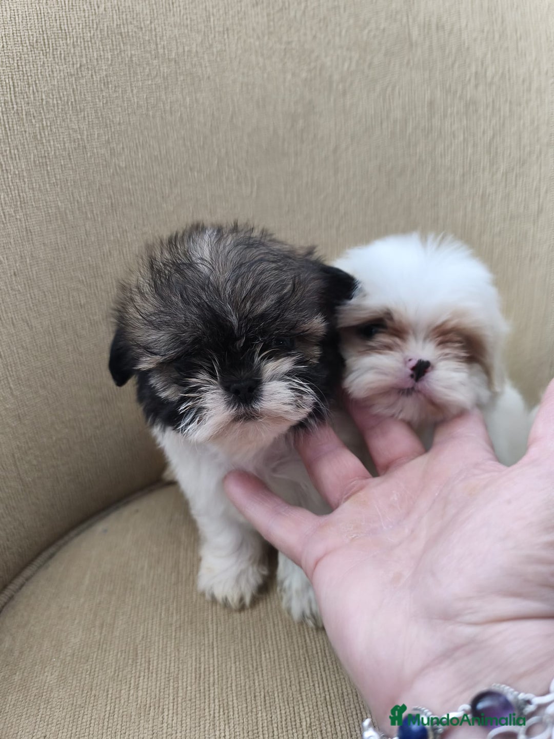 Shih Tzu perros en venta: Shihtzu - Anuncio 1