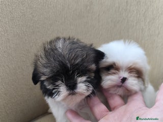 Shih Tzu perros Shihtzu - Anuncio 2