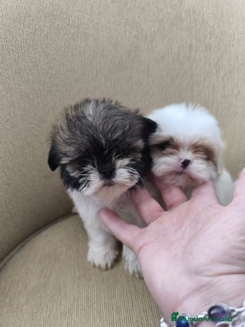 Shih Tzu perros Shihtzu - Anuncio 2