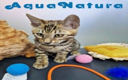 Bengalí gatos en venta: Bengali Hembra 4611 AQUANATURA - Imagen 8