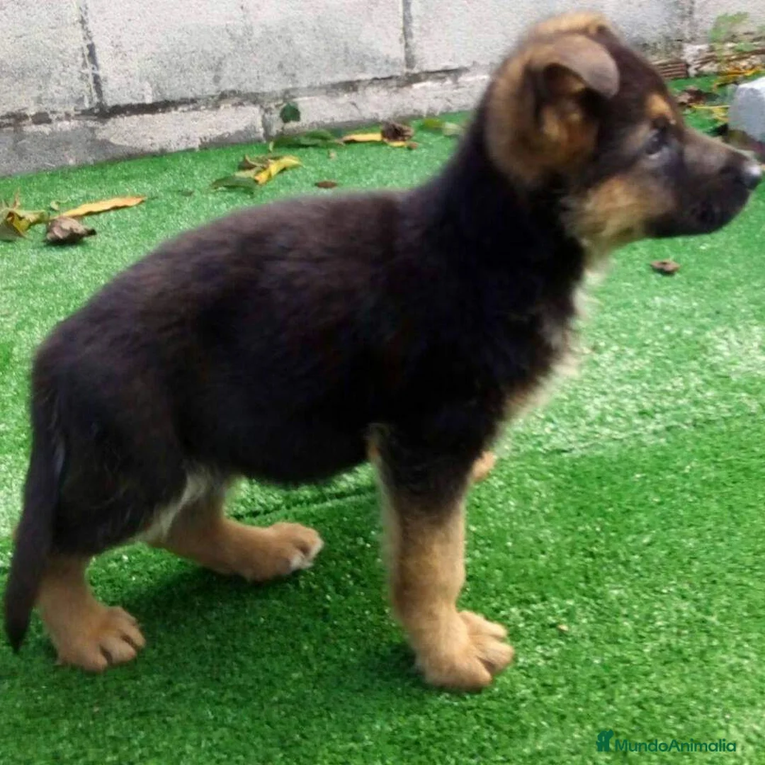 Pastor Alemán perros en venta: CACHORROS PASTOR ALEMÁN  - Anuncio 1