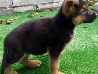 Pastor Alemán perros CACHORROS PASTOR ALEMÁN - Anuncio 13