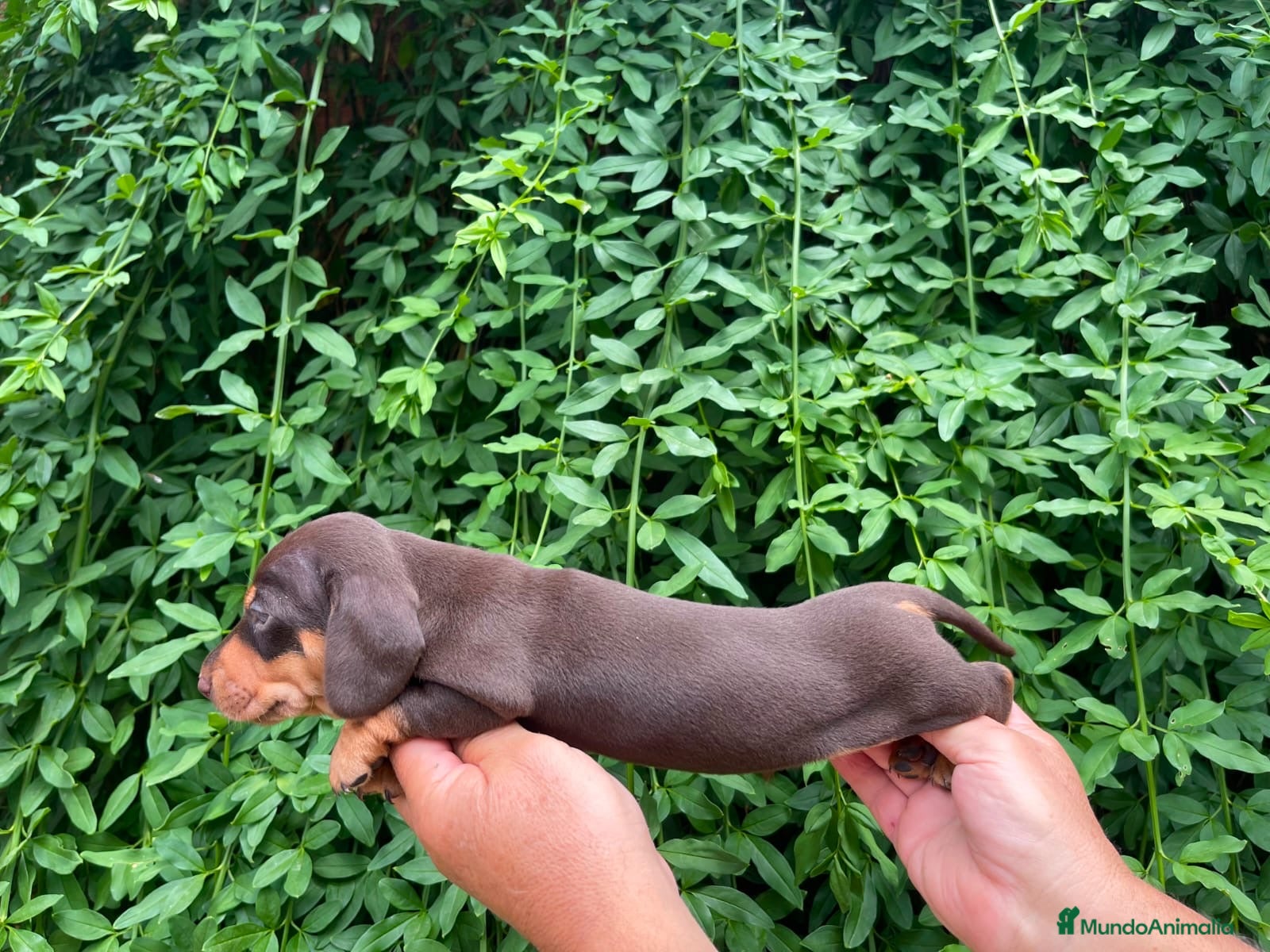 Teckel Miniatura perros Cachorros Teckel miniatura  - Anuncio 7