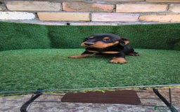 Teckel Miniatura perros en venta: teckel miniatura arlequin - Imagen 4