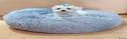 Bichón Maltés perros en venta: Bichón maltés - Anuncio 9