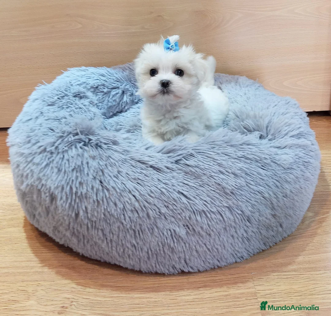 Bichón Maltés perros en venta: Bichón maltés - Anuncio 9