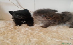 Pomerania perros en venta: Pomeranias  - Imagen 2
