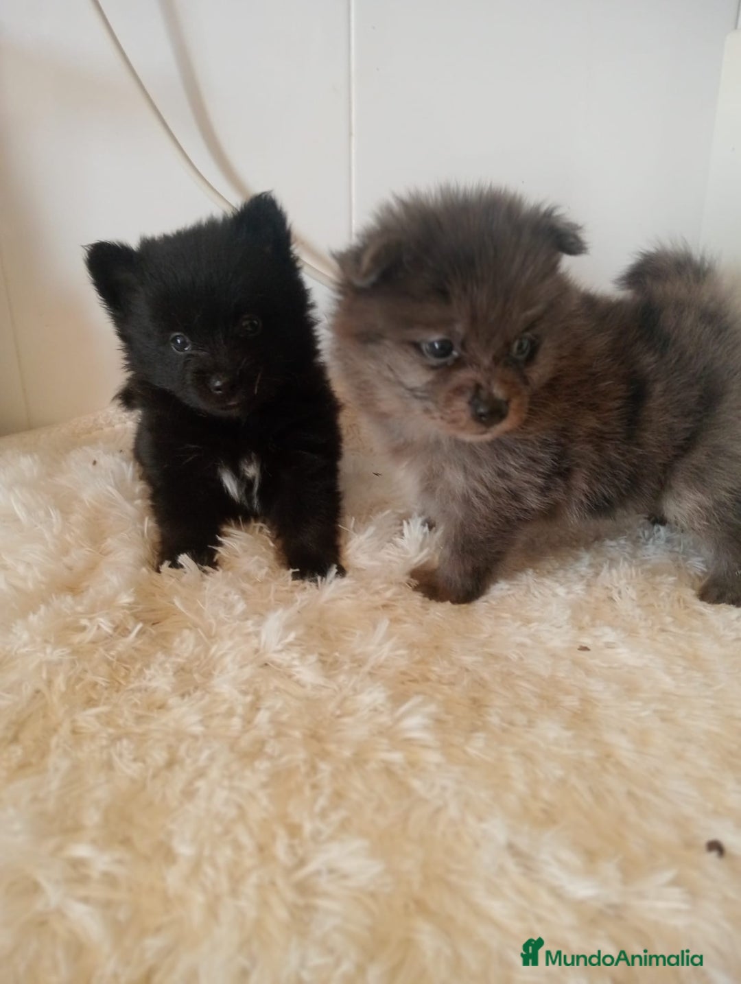 Pomerania perros en venta: Pomeranias  - Imagen 2