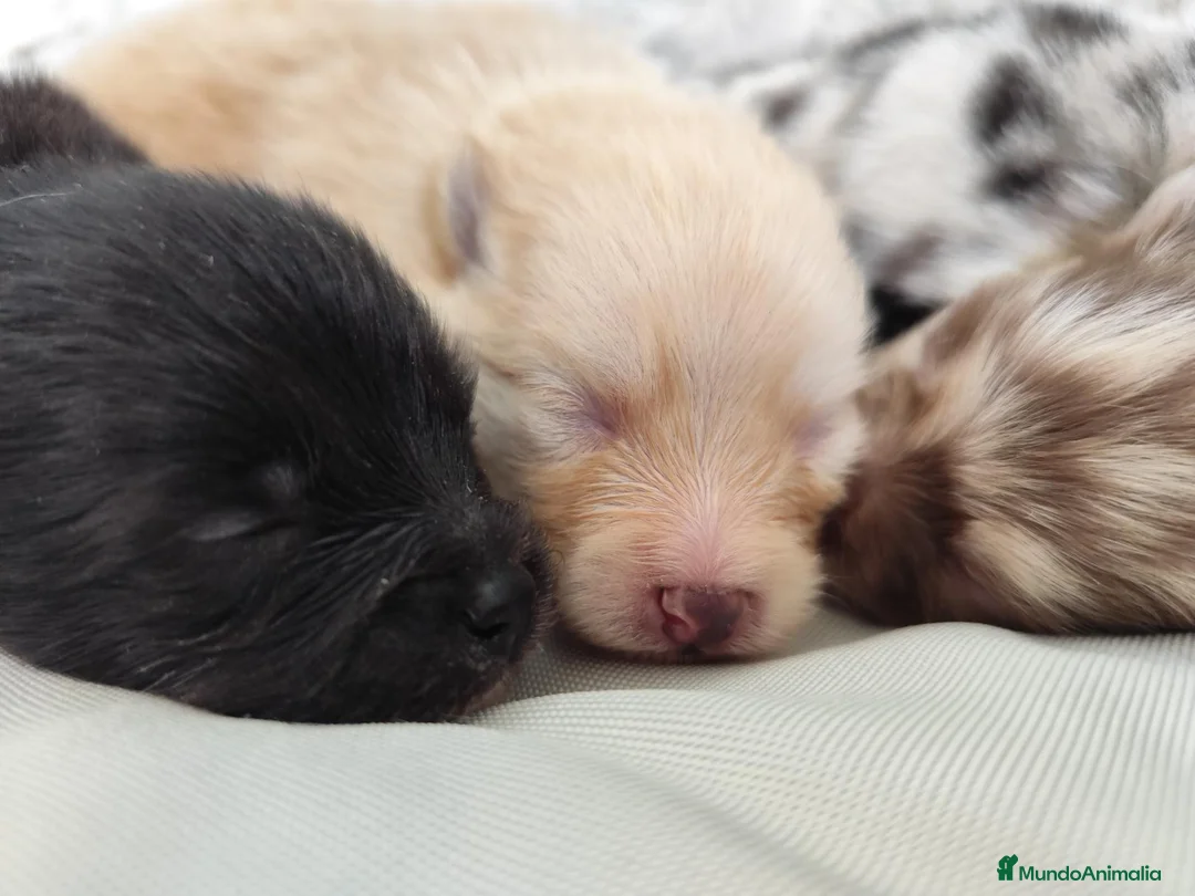 Pomerania perros en venta: Pomerania exóticos  - Anuncio 6