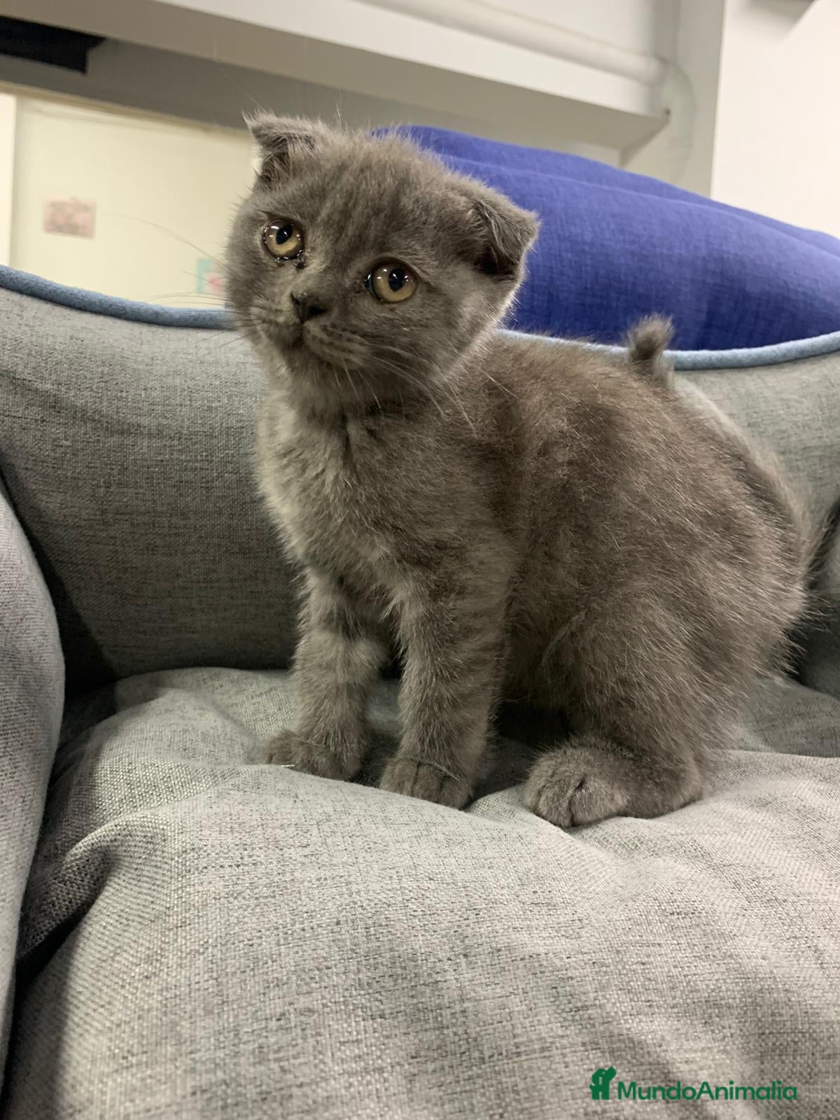 Scottish Fold gatos en venta: Scotish fold  - Anuncio 4