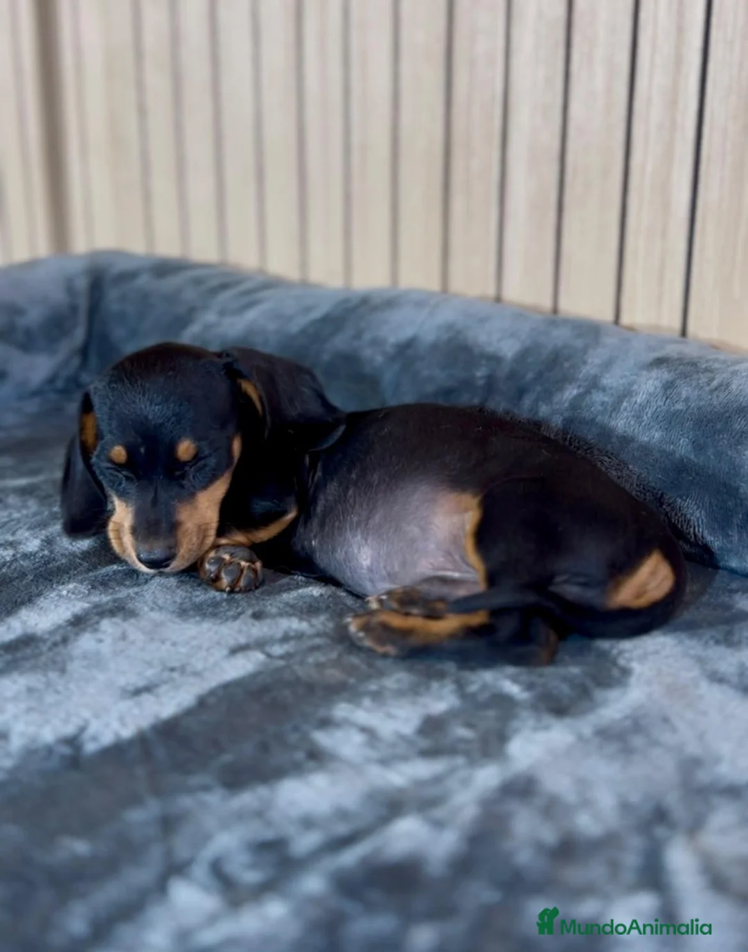 Teckel Miniatura perros en venta: Camada de teckel  - Anuncio 3