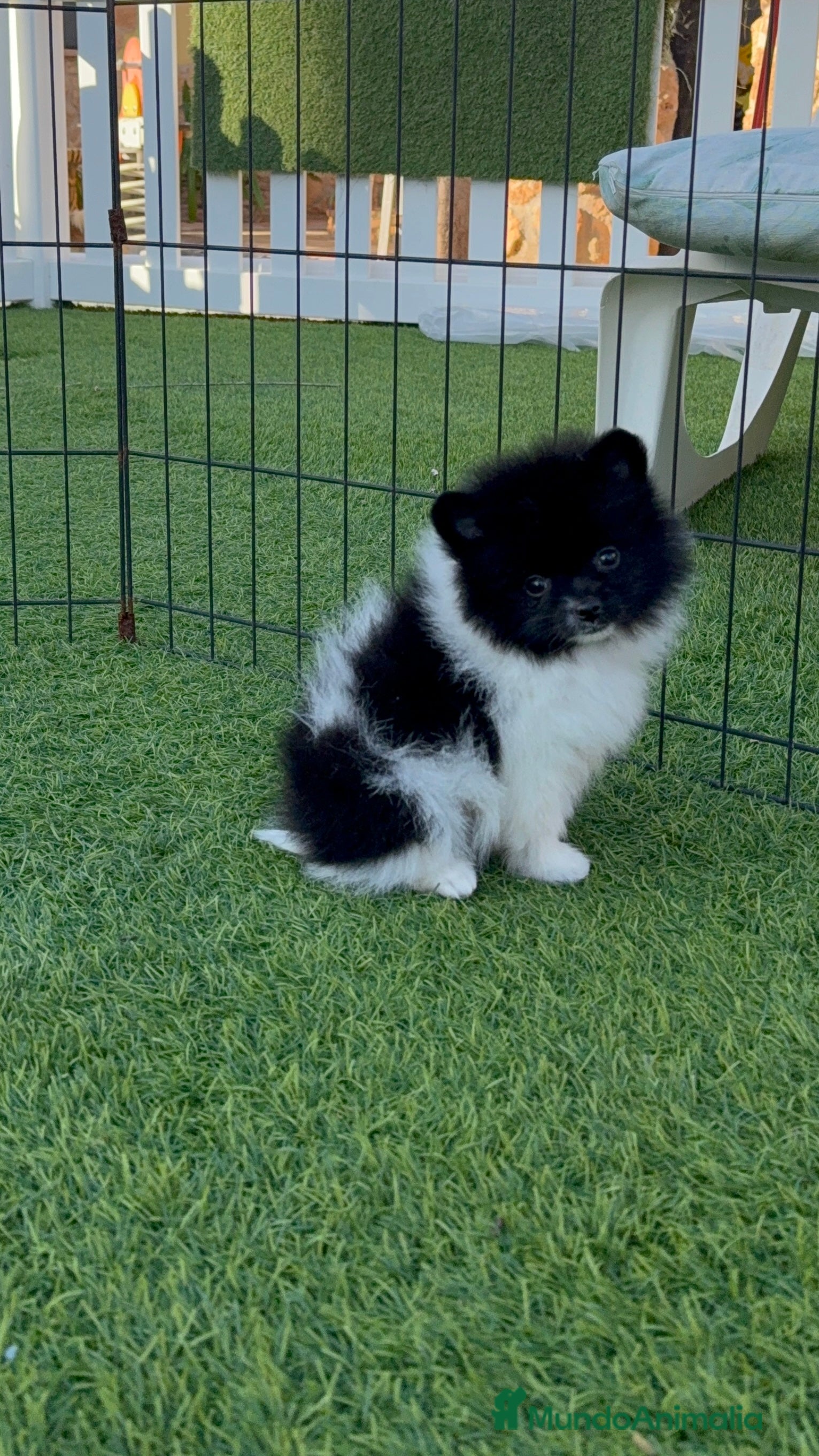Pomerania perros Pomerania Toy - Anuncio 36