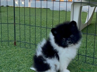 Pomerania perros Pomerania Toy - Anuncio 36