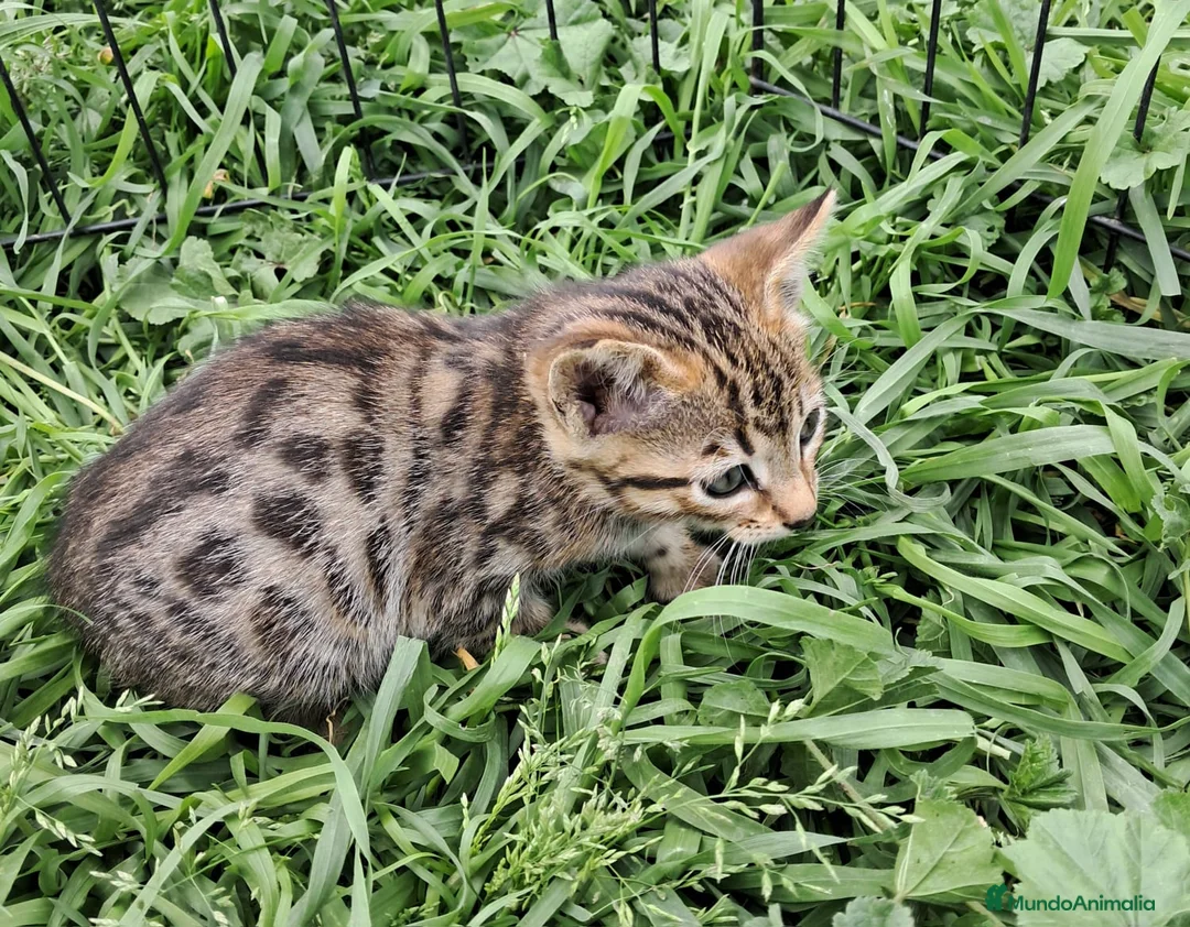 Bengalí gatos en venta: Gatito bengali en Barcelona - Anuncio 4