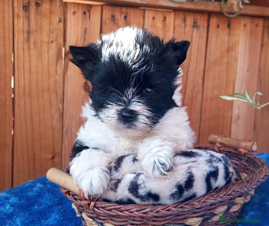 Biewer Yorkshire Terrier a la Pom Pon perros en venta: Cachorros Yorkshire colores exóticos - Anuncio 2