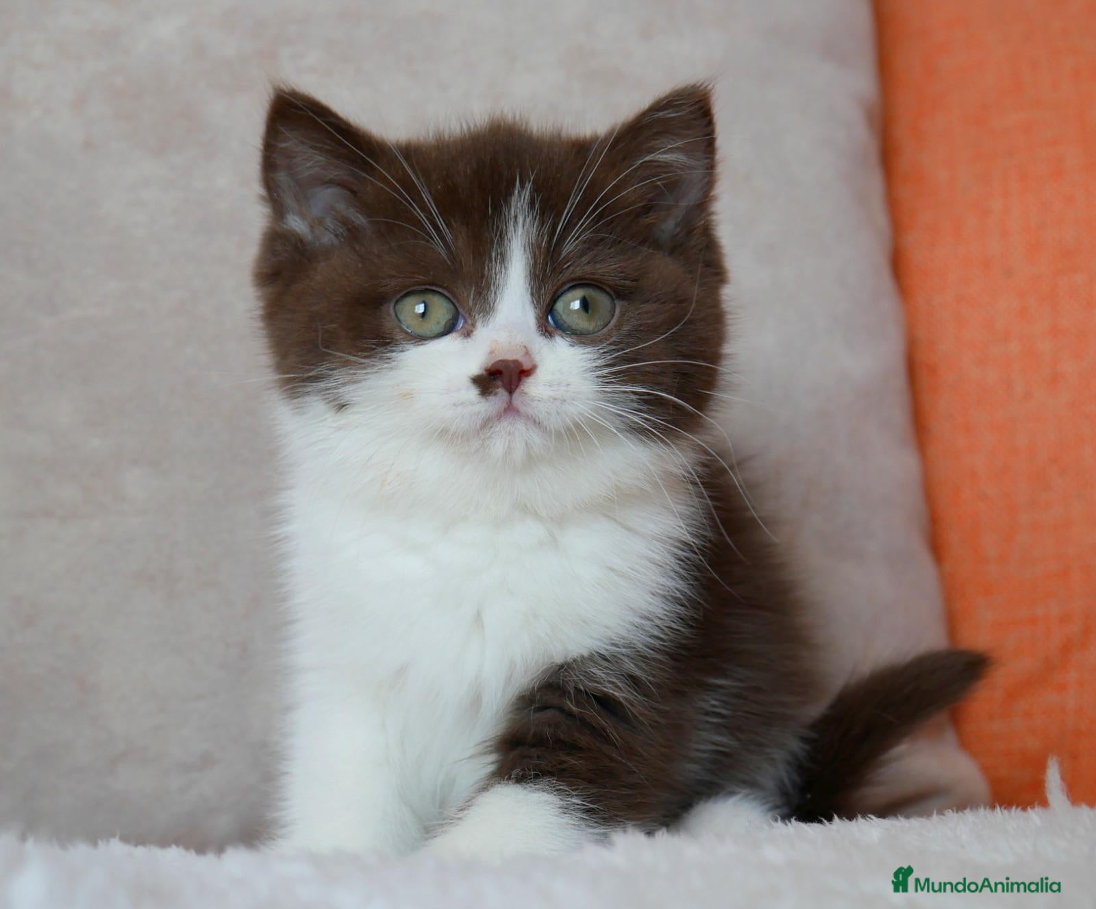 Británico de Pelo Corto gatos 🔥 British Shorthair de alta calidad disponibles - Anuncio 2