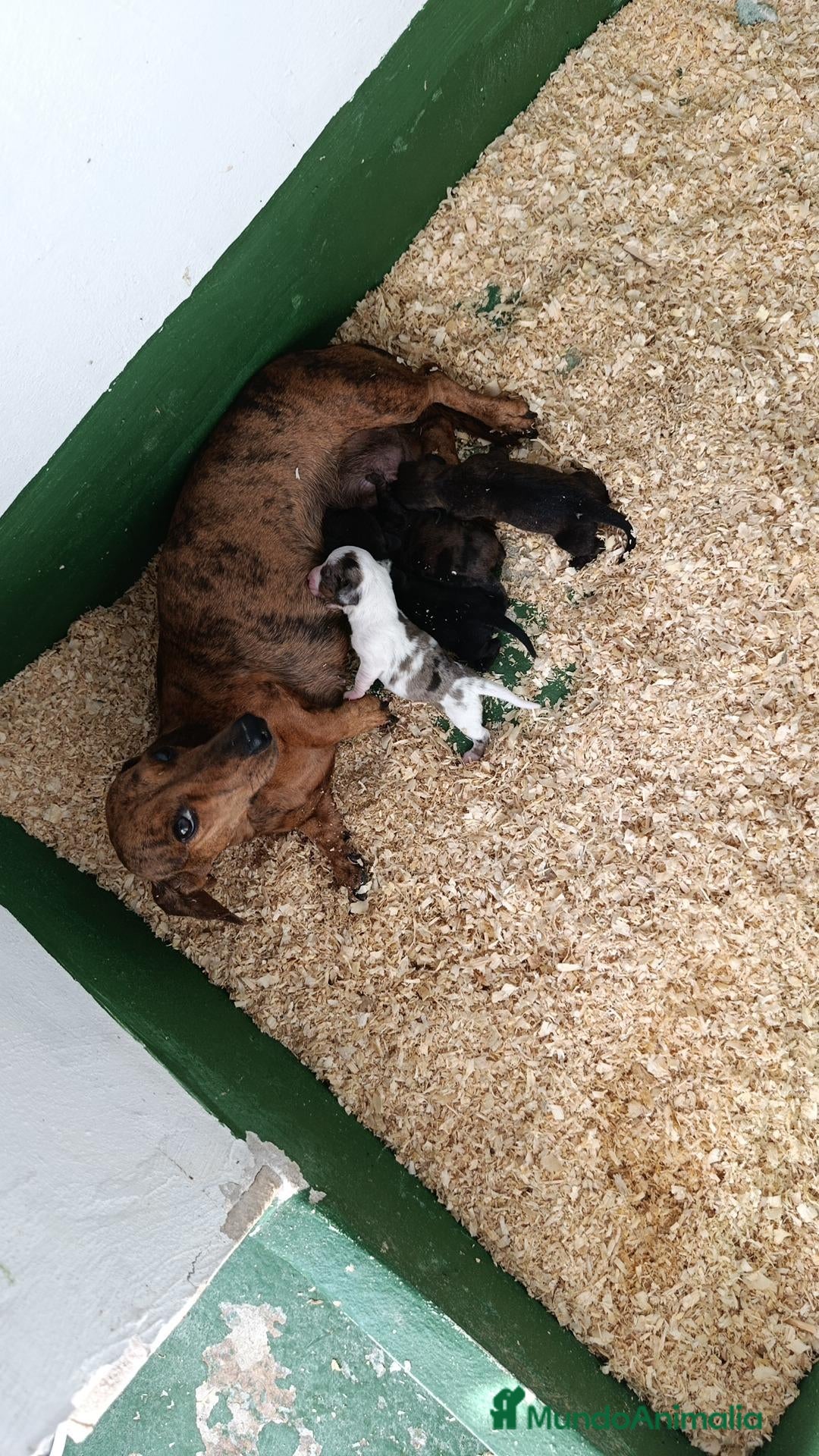 Teckel Miniatura perros en venta: Se venden hembra de teckel mini atigradas - Anuncio 1