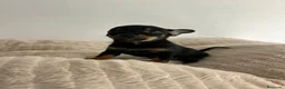 Chihuahua perros en venta: Chihuahua mini - Anuncio 2
