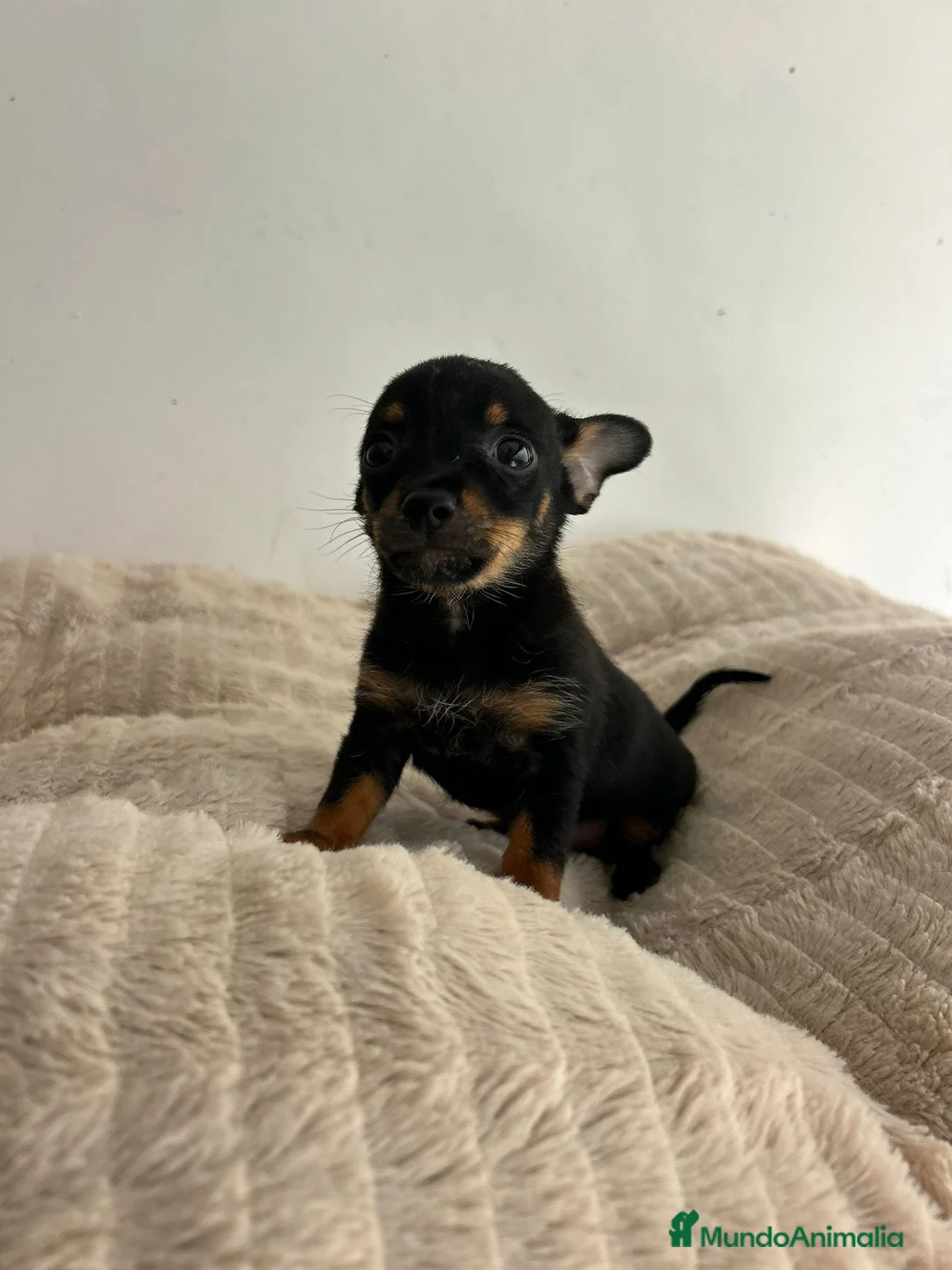 Chihuahua perros en venta: Chihuahua mini - Anuncio 2