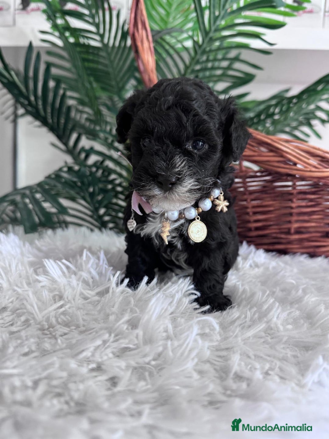 Caniche Toy perros en venta: CANICHE TOY HEMBRA - Anuncio 6