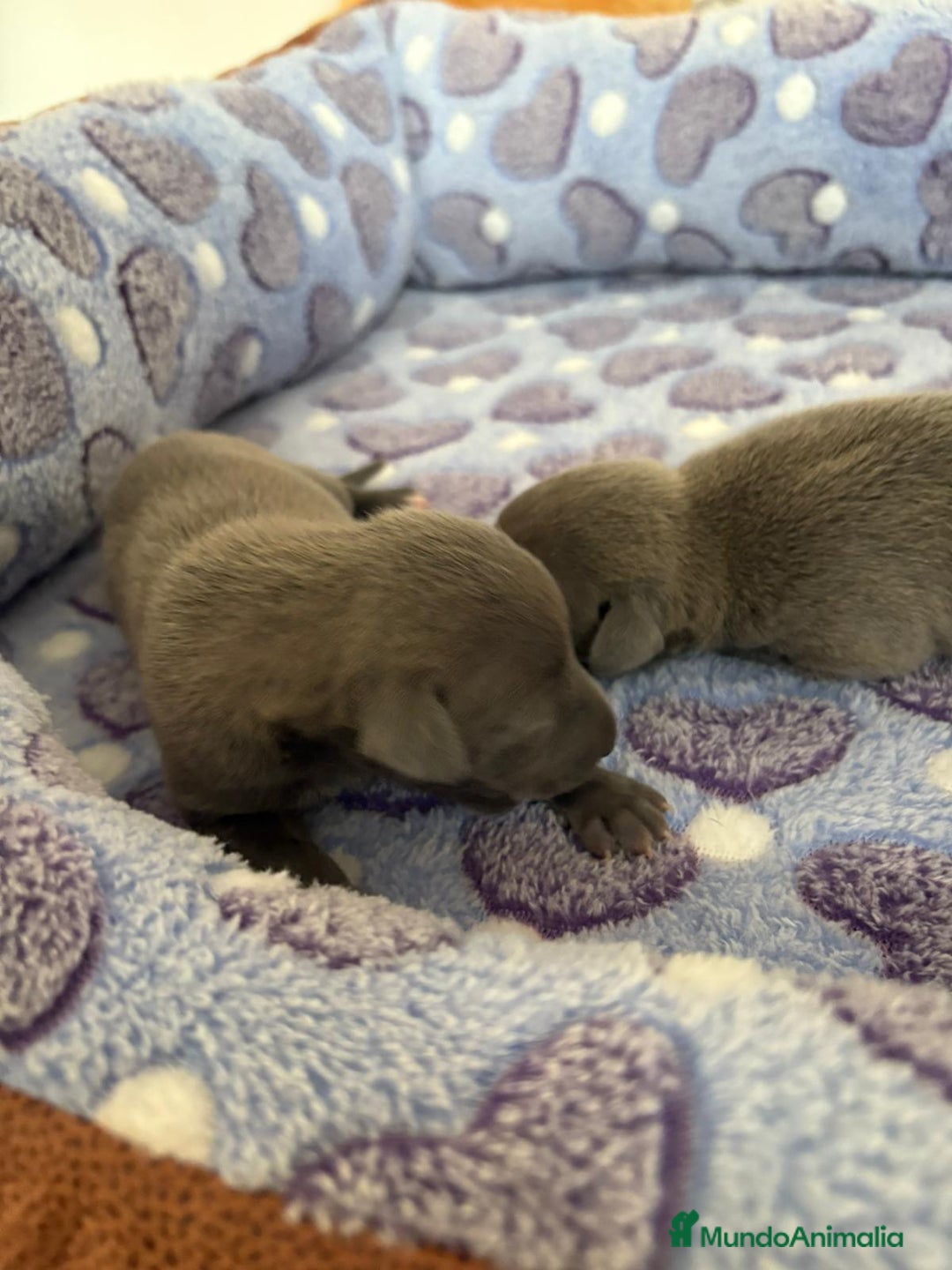 Whippet perros en venta: Whippet blue nueva camada - Imagen 5