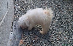 Bichón Maltés perros en venta: Bichón maltes - Imagen 5