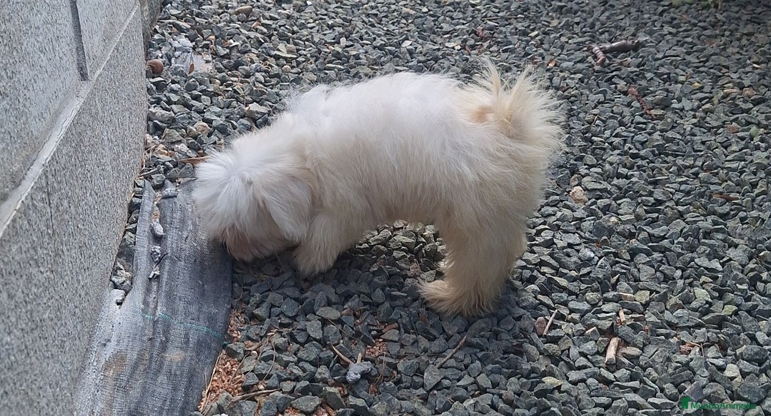 Bichón Maltés perros en venta: Bichón maltes - Imagen 5