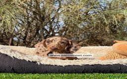 Teckel Miniatura perros en venta: TECKEL ARLEQUIN CHOCOLATE KANINCHEN - Imagen 4